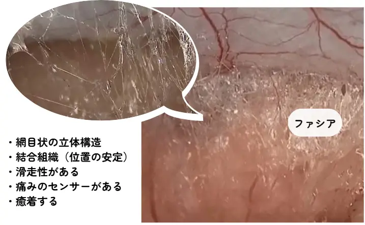 筋膜リリース | あしやはま整骨院 | 筋膜リリース専門