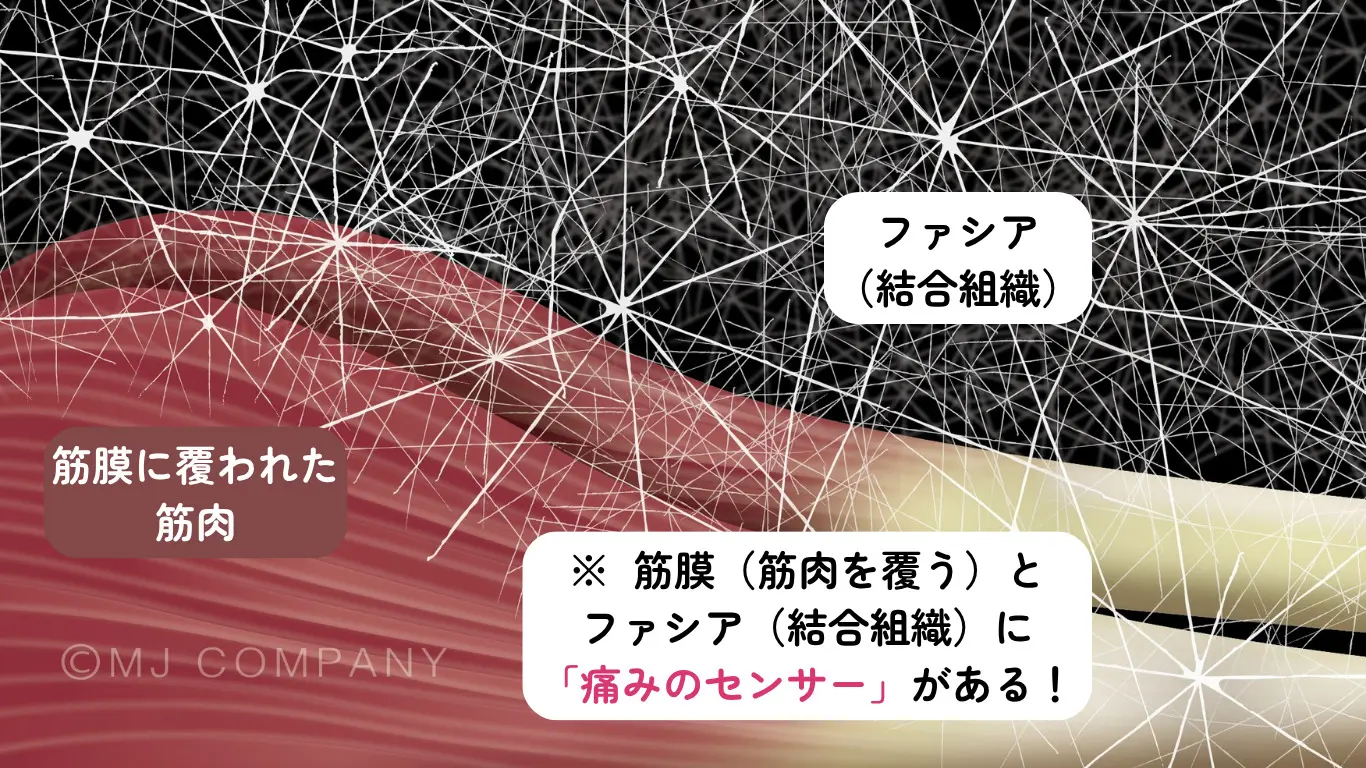 筋膜リリース | あしやはま整骨院 | 筋膜リリース専門
